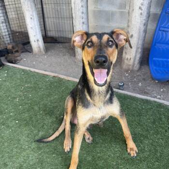 Rare -  German Shepherd Dog and Doberman Pinscher Dog for Adoption in Santa Monica, California - Rare | PetCurious