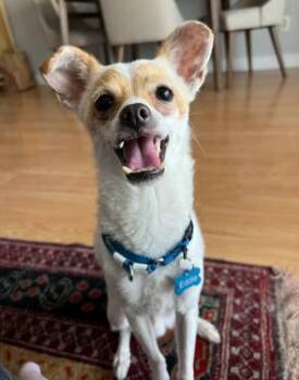 Eddie -  Chihuahua and Terrier Dog for Adoption in Glendale, California - Eddie | PetCurious
