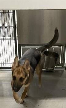 Rescue German Shepherd Dog and Mixed Breed Dogs for Adoption in Modesto, California - AQUA | PetCurious
