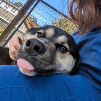Shepherd Dogs Available for Adoption in Greenville, South Carolina - Zippy | PetCurious