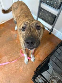 Leia -  Dutch Shepherd Dog for Adoption in Bolivar, Missouri - Leia | PetCurious