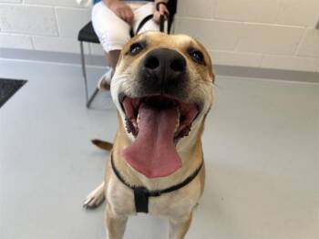 MATER -  Labrador Retriever and Pit Bull Terrier Dog for Adoption in Ocala, Florida - MATER | PetCurious