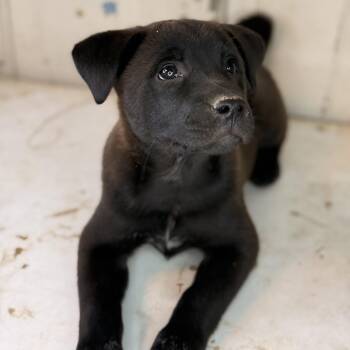 Black Labrador Retriever and Chow Chow Dogs Available for Adoption in Atlanta, Texas - Clover | PetCurious