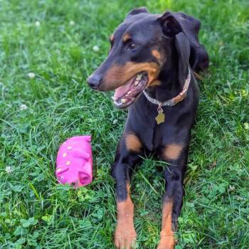 7944 Billie Jean -  Doberman Pinscher Dog for Adoption in Sandown, New Hampshire - 7944 Billie Jean | PetCurious