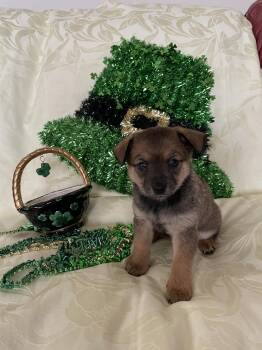 Chihuahua and Dachshund Dogs Available for Adoption - Puppies ! Homes Needed - Available April 1! | PetCurious