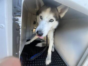Siberian Husky Dogs Available for Adoption - HANK | PetCurious