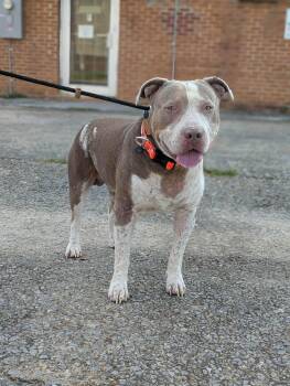 Shug -  Mixed Breed Dog for Adoption in Huntsville, Alabama - Shug | PetCurious