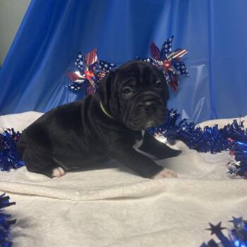 Mixed Breed Dogs Available for Adoption in Greenville, Pennsylvania - Hulk-Green | PetCurious