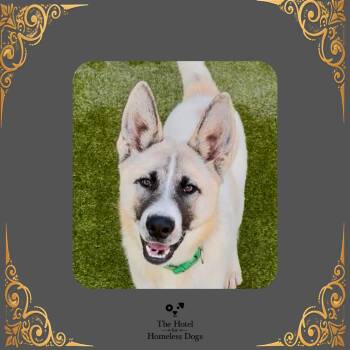 Mac -  Belgian Shepherd Malinois and Mixed Breed Dog for Adoption in Cumberland, Rhode Island - Mac | PetCurious