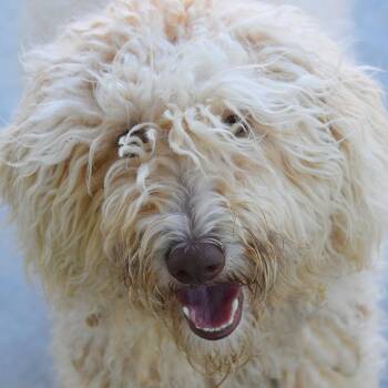 Coco -  Poodle and Mixed Breed Dog for Adoption in Columbus, North Carolina - Coco | PetCurious