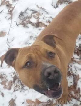 Johnny -  Boxer and Mixed Breed Dog for Adoption in Saint Clairsville, Ohio - Johnny | PetCurious