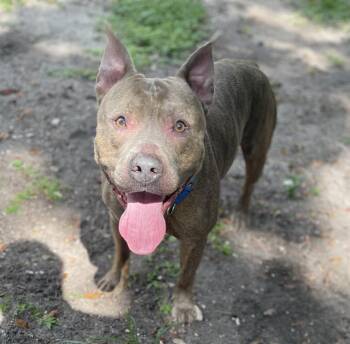 Mixed Breed Dogs Available for Adoption - GRANITE | PetCurious