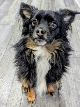 Rescue Papillon Dogs for Adoption in Columbia, Maryland - Howie | PetCurious