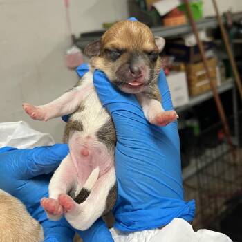 Kona 3 -  Chihuahua Dog Available for Adoption in Edinburg, Texas - Kona 3 | PetCurious