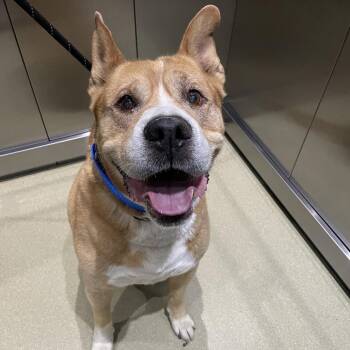 Buster -  Mixed Breed Dog for Adoption in Naperville, Illinois - Buster | PetCurious