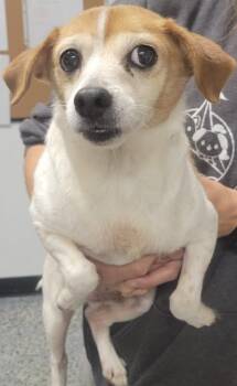 Terrier and Mixed Breed Dogs Available for Adoption in Kemp, Texas - Tucker | PetCurious