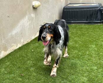 Available for Adoption - Coco (MI, USA) -  English Setter Dog for Adoption in Chelsea, Michigan - Available For Adoption - Coco (MI, USA) | PetCurious