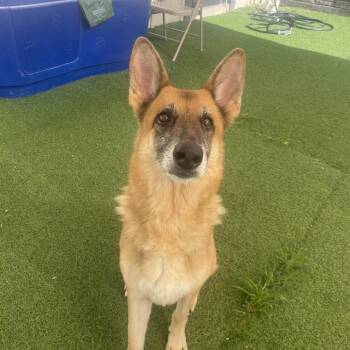 Cherokee 0997 -  Mixed Breed Dog for Adoption in Loxahatchee Groves, Florida - Cherokee 0997 | PetCurious