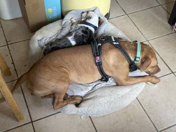 Pit Bull Terrier Dogs Available for Adoption in Philadelphia, Pennsylvania - Harley | PetCurious