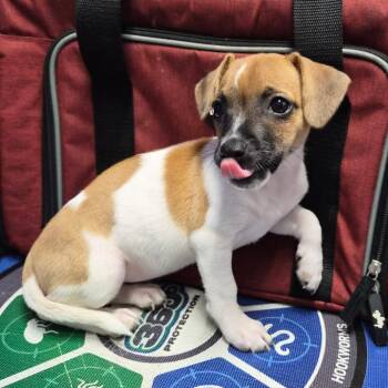 Jack Russell Terrier Dogs Available for Adoption in Wahiawa, Hawaii - Calamari | PetCurious