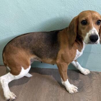 UU4 -  0936 aka Camilla -  Beagle Dog for Adoption in Loxahatchee Groves, Florida - UU4 -  0936 Aka Camilla | PetCurious