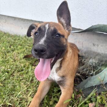 Lexie -  Black Mouth Cur Dog for Adoption in Harlingen, Texas - Lexie | PetCurious