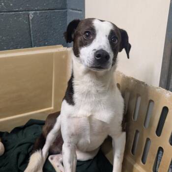 Shepherd Dogs Available for Adoption in Jefferson City, Tennessee - Ace | PetCurious