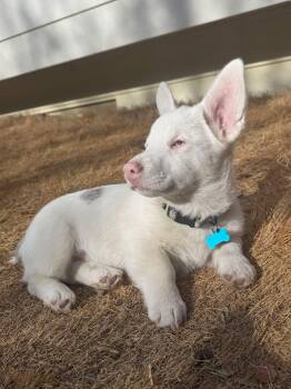 Corgi Dogs Available for Adoption - Bilbo | PetCurious