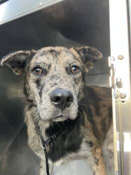 QAUSAR -  Mixed Breed Dog for Adoption in Dallas, Texas - QAUSAR | PetCurious