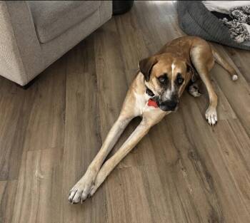 Bitsi -  Mastiff and Great Dane Dog Available for Adoption in Mckinney, Texas - Bitsi | PetCurious