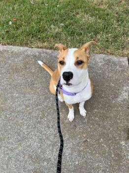 Rescue American Staffordshire Terrier Dogs for Adoption in Holly Springs, North Carolina - Sky | PetCurious