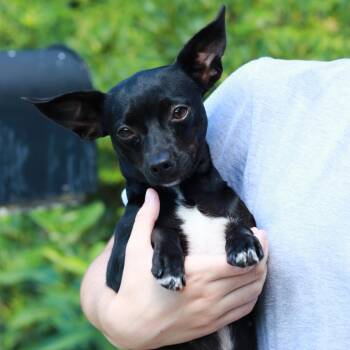 CT Blackfoot - 10lbs -  Chihuahua Dog for Adoption in Stormville, New York - CT Blackfoot - 10lbs | PetCurious