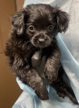 Cowabunga -  Mixed Breed Dog for Adoption in Eugene, Oregon - Cowabunga | PetCurious