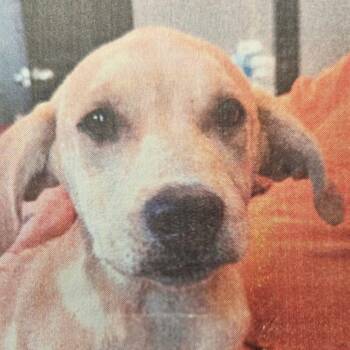 Labrador Retriever and Mixed Breed Dogs Available for Adoption - Gillie D11306 | PetCurious