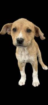 Terrier Dogs Available for Adoption - Twix | PetCurious