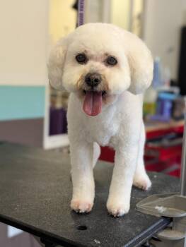 Cockapoo Dogs Available for Adoption in Sioux City, Iowa - Lucy | PetCurious