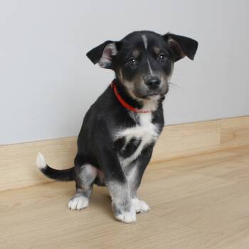 Rescue Border Collie and Mixed Breed Dogs for Adoption in Minnetonka, Minnesota - Magnum D67062 | PetCurious