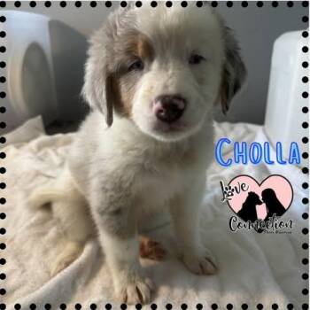 Australian Cattle Dog Blue Heeler Dogs Available for Adoption in Gilbert, Arizona - Cholla | PetCurious