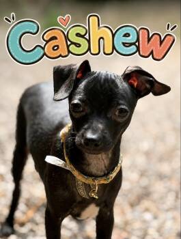 Cashew -  Chihuahua Dog for Adoption in Wadsworth, Ohio - Cashew | PetCurious