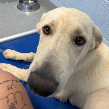 Freedom -  Retriever and Mixed Breed Dog for Adoption in Martinsville, Virginia - Freedom | PetCurious