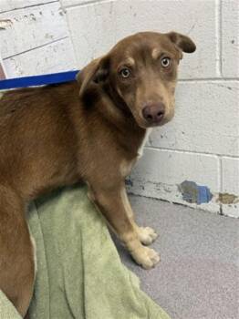 Doberman Pinscher and Mixed Breed Dogs Available for Adoption in San Bernardino, California - RUBY | PetCurious