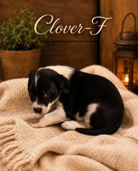 Clover -  Mixed Breed Dog for Adoption in Albertville, Alabama - Clover | PetCurious