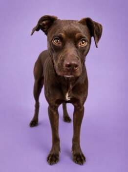 BOP-IT -  Mixed Breed Dog for Adoption in Jacksonville, Florida - BOP-IT | PetCurious
