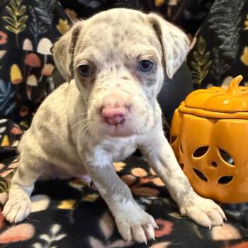 Armand -  Mixed Breed Dog for Adoption in Fredericksburg, Virginia - Armand | PetCurious