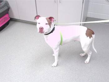 FRANCES -  Boxer and Mixed Breed Dog for Adoption in Omaha, Nebraska - FRANCES | PetCurious