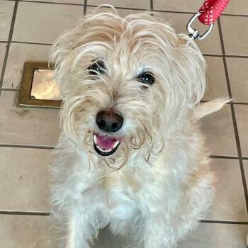 Hunter -  Cairn Terrier and Mixed Breed Dog for Adoption in Long Beach, California - Hunter | PetCurious