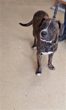 ELIJAH -  Pit Bull Terrier Dog for Adoption in Hagerstown, Maryland - ELIJAH | PetCurious