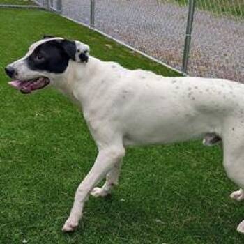 Grumpy -  German Shorthaired Pointer and Mixed Breed Dog for Adoption in Falls Church, Virginia - Grumpy | PetCurious