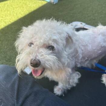 Zorro -  Poodle Dog for Adoption in Long Beach, California - Zorro | PetCurious