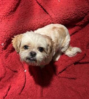 MIMI -  Schnauzer and Shih Tzu Dog for Adoption in Dallas, Texas - MIMI | PetCurious